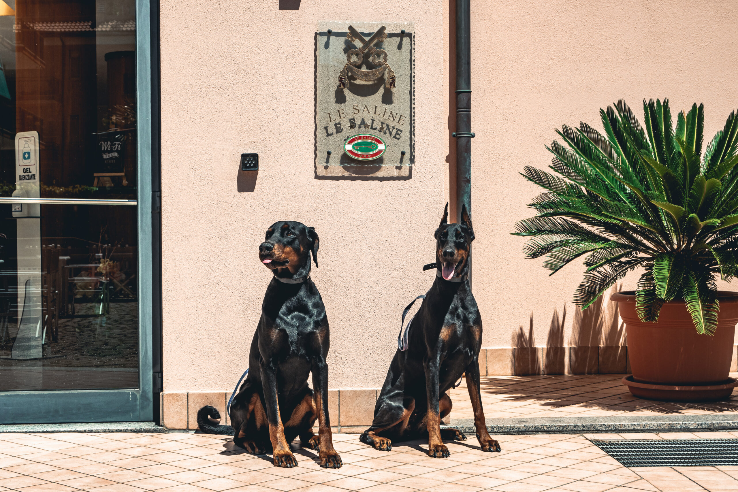 deux dobermans