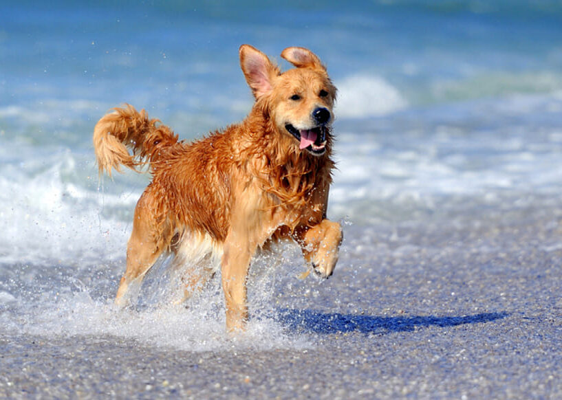 chien qui court sur la plage